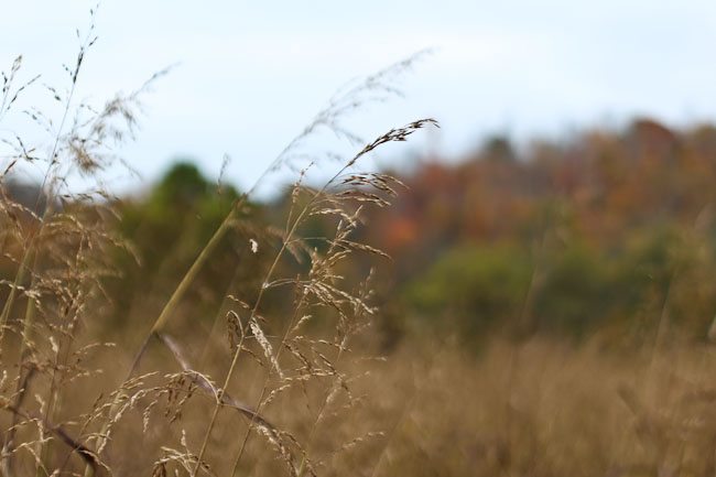 Rust-colored and Leaf-strewn